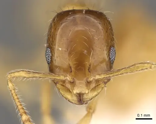 Monomorium captator - CASENT0914390