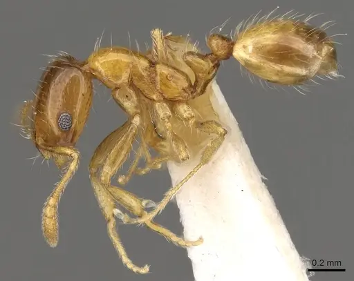 Monomorium captator - CASENT0914390
