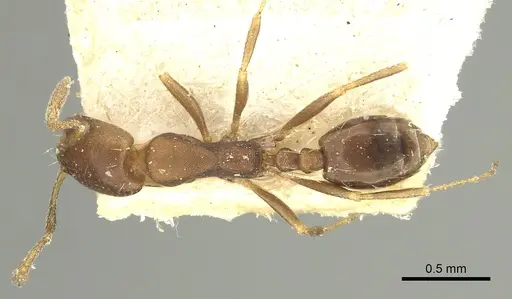 Monomorium carbo specimen