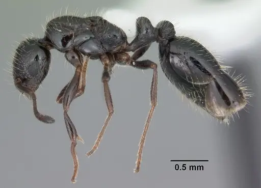 Monomorium carbonarium specimen