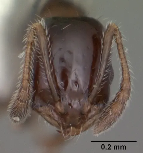 Monomorium carbonarium - CASENT0104103