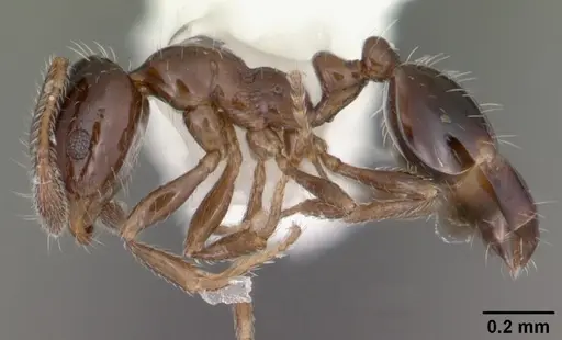 Monomorium carbonarium - CASENT0104103