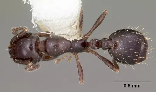 Monomorium carbonarium - CASENT0104789