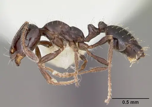 Monomorium carbonarium - CASENT0104789