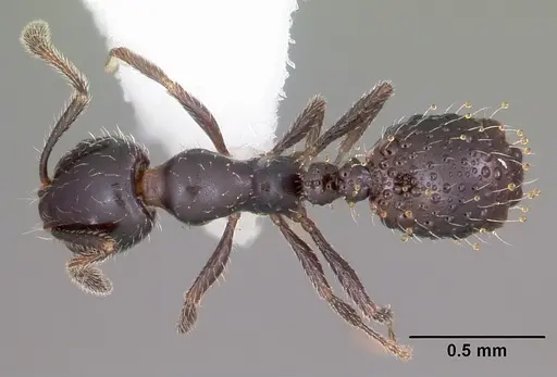 Monomorium carbonarium - CASENT0104790