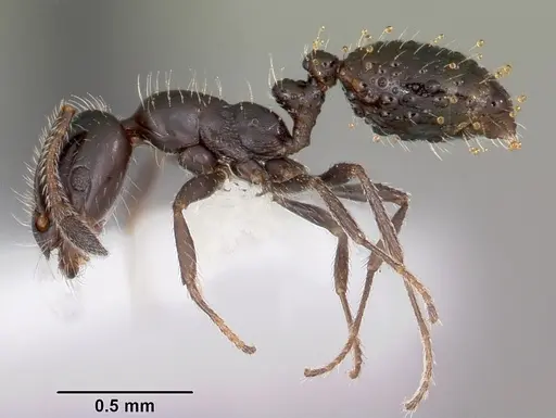Monomorium carbonarium - CASENT0104790