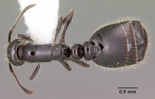 Monomorium carbonarium - CASENT0104791