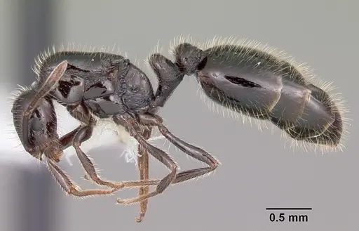 Monomorium carbonarium - CASENT0104791