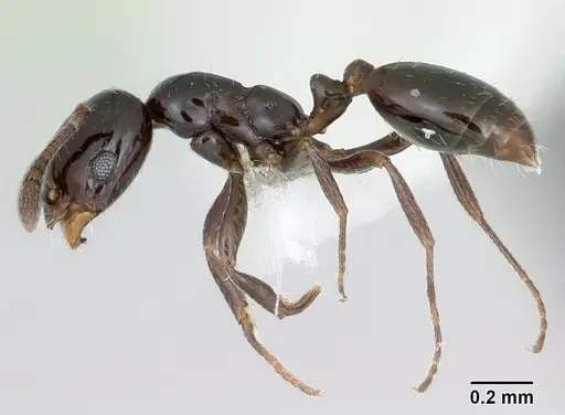 Monomorium carbonarium - CASENT0173040