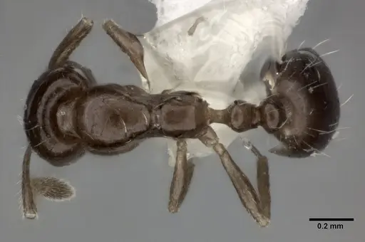 Monomorium carbonarium - CASENT0246069