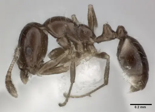 Monomorium carbonarium - CASENT0246069