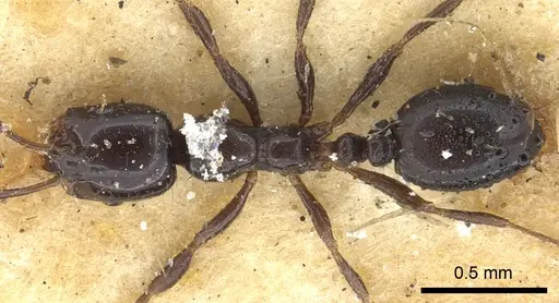 Monomorium carbonarium - CASENT0902279