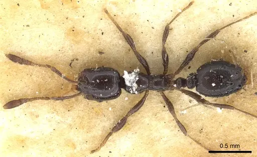 Monomorium carbonarium - CASENT0902279