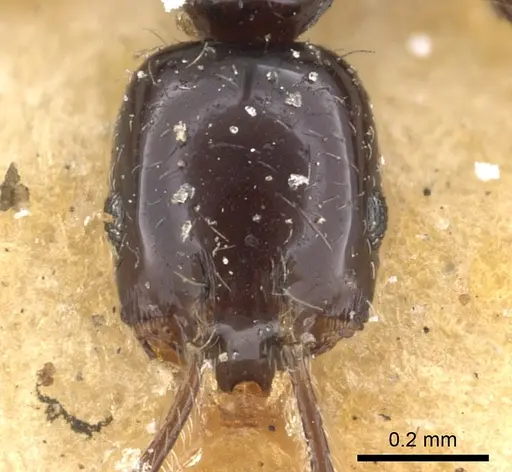 Monomorium carbonarium - CASENT0902279