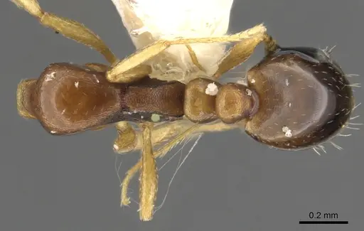 Monomorium carinatum specimen