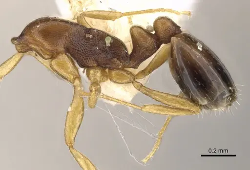 Monomorium carinatum specimen