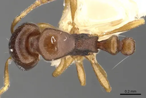 Monomorium carinatum - CASENT0902297