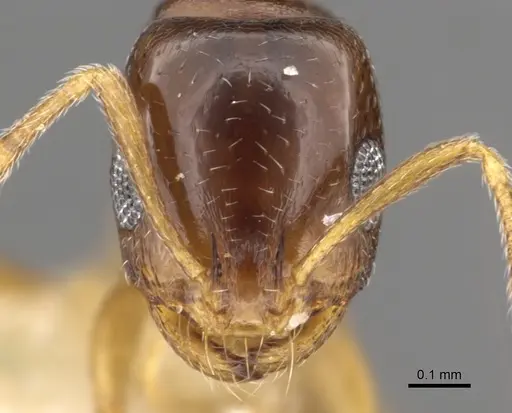 Monomorium carinatum - CASENT0902297