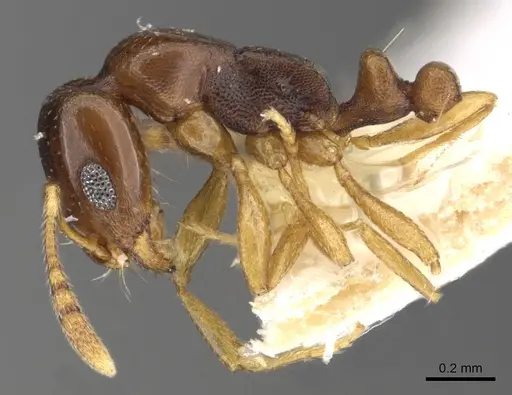 Monomorium carinatum - CASENT0902297