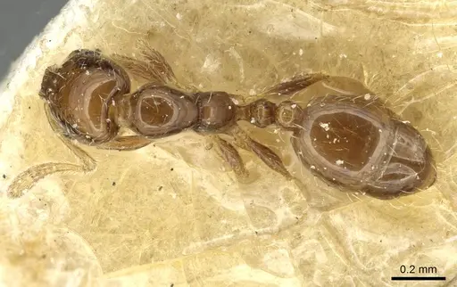 Monomorium chinense specimen