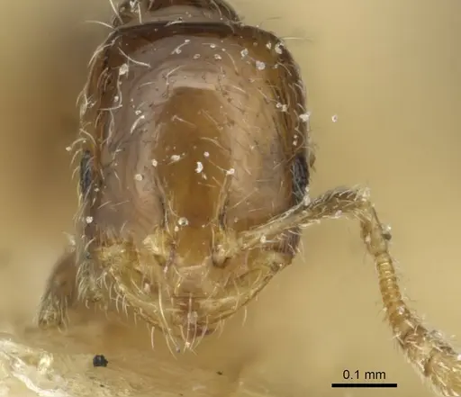 Monomorium chinense specimen