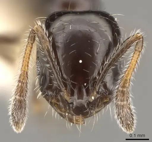 Monomorium chinense - CASENT0914395