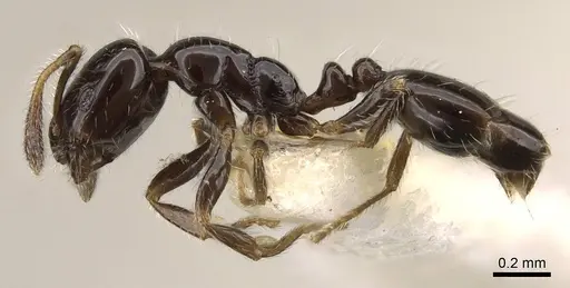 Monomorium chinense - CASENT0914395