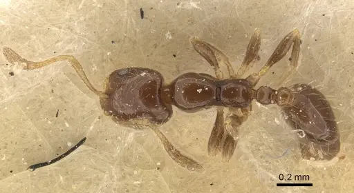 Monomorium chinense - CASENT0916996