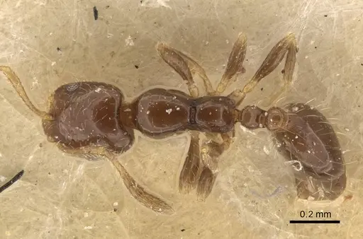 Monomorium chinense - CASENT0916996