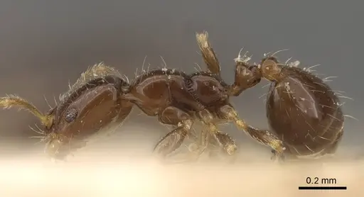 Monomorium chinense - CASENT0916996