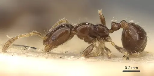 Monomorium chinense - CASENT0916996