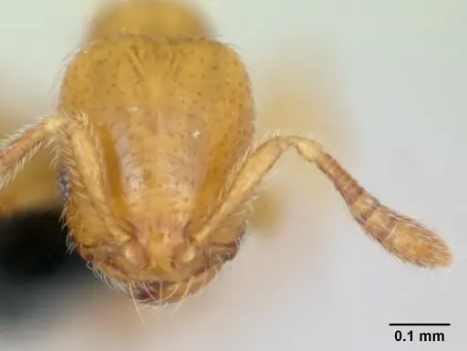 Monomorium chnodes specimen