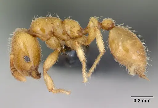 Monomorium chnodes specimen