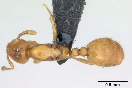 Monomorium chnodes - CASENT0026444