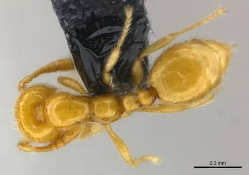 Monomorium chnodes - CASENT0151896