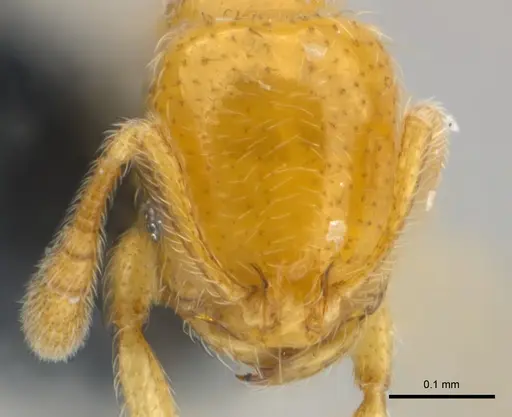 Monomorium chnodes - CASENT0151896