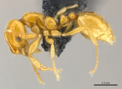 Monomorium chnodes - CASENT0151896