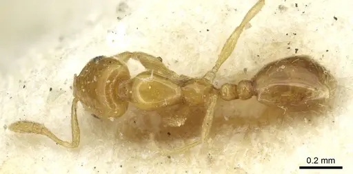 Monomorium clavicorne specimen