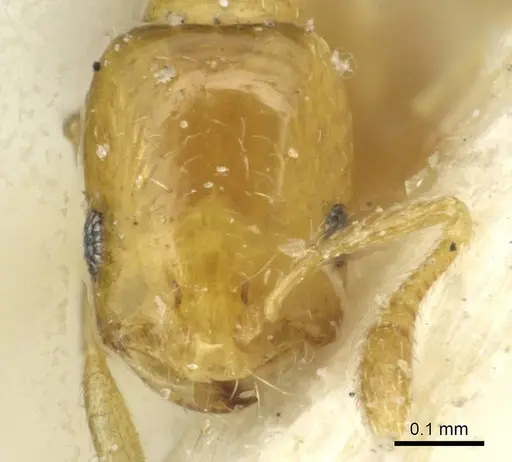 Monomorium clavicorne specimen