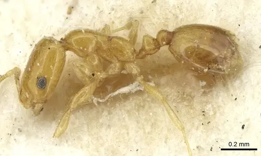 Monomorium clavicorne specimen