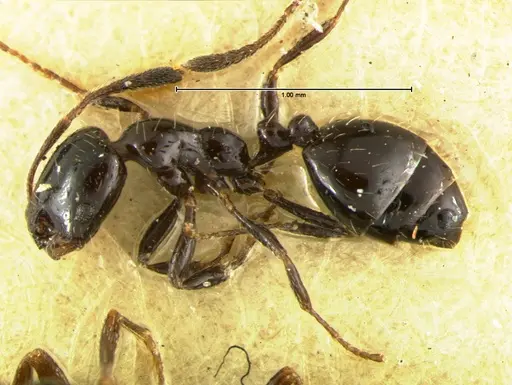 Monomorium compressum specimen