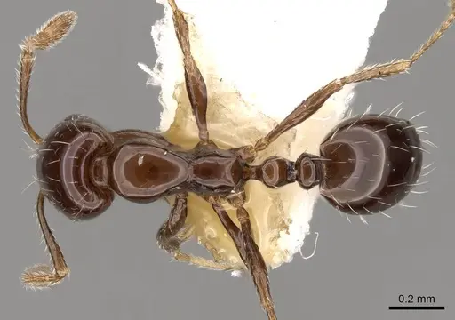 Monomorium compressum - CASENT0914397
