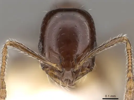 Monomorium compressum - CASENT0914397