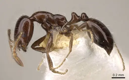 Monomorium compressum - CASENT0914397