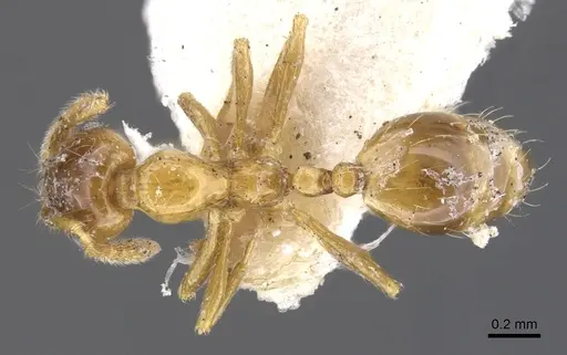Monomorium crawleyi specimen