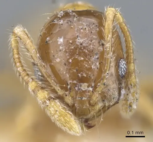 Monomorium crawleyi specimen