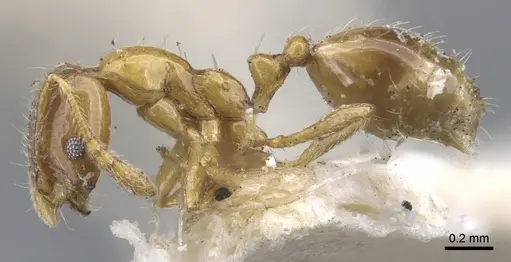 Monomorium crawleyi specimen