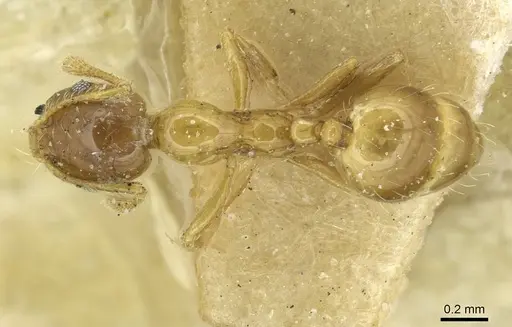 Monomorium crawleyi - CASENT0913569