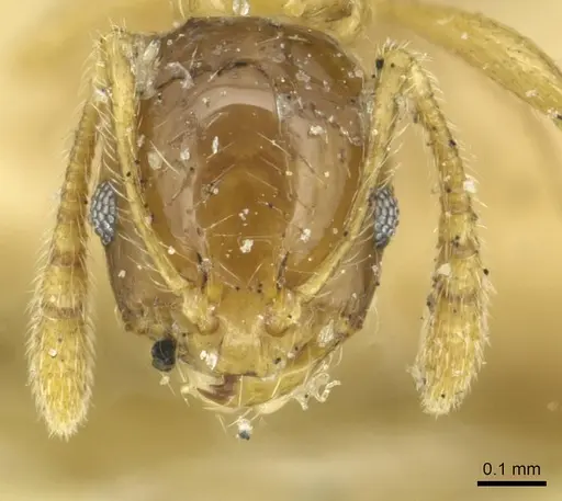 Monomorium crawleyi - CASENT0913569