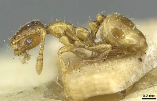 Monomorium crawleyi - CASENT0913569